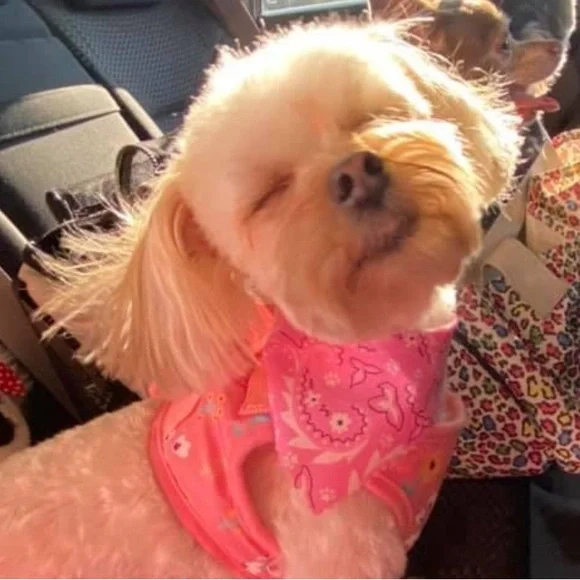 $20 🧁 Bundle across shows Wed & Fri / Layaways / 30-50% OFF closet while live 🛼 - Picture 3 of 9